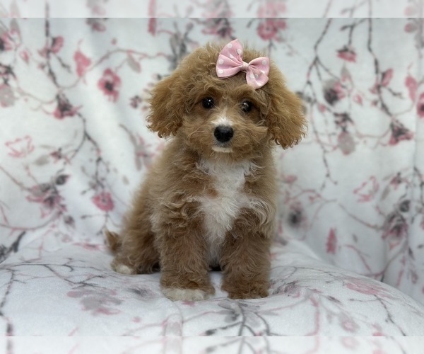 Medium Photo #1 Bichpoo Puppy For Sale in LAKELAND, FL, USA