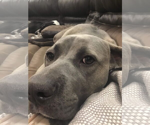 Medium Photo #4 Mutt Puppy For Sale in Germantown, OH, USA