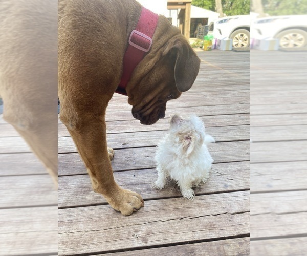 Medium Photo #8 Maltese Puppy For Sale in FREDONIA, KS, USA