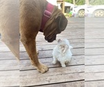 Small #7 Maltese