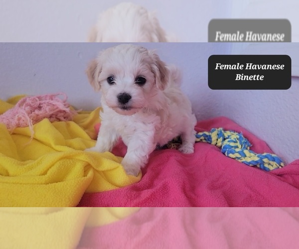 Medium Photo #3 Havanese Puppy For Sale in TUCSON, AZ, USA