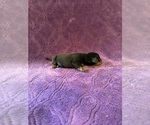 Small Photo #20 Dachshund Puppy For Sale in BLMGTN, IN, USA