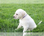 Puppy Violet Labrador Retriever