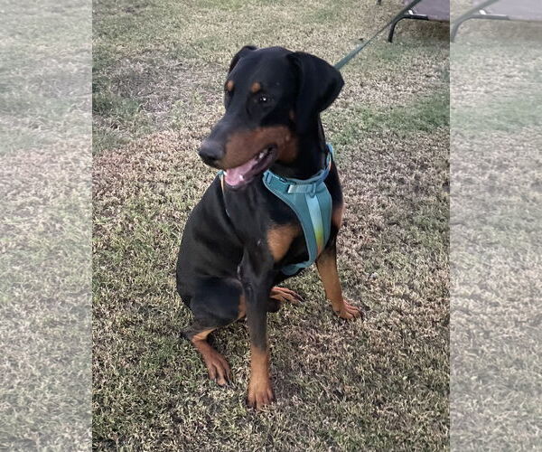 Medium Photo #1 Doberman Pinscher Puppy For Sale in Queen Creek, AZ, USA