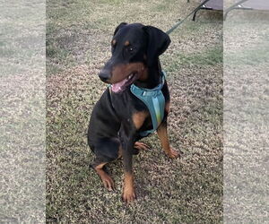 Doberman Pinscher Dogs for adoption in Queen Creek, AZ, USA