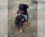 Small Doberman Pinscher
