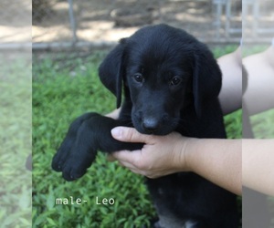 Bernese Mountain Dog-Labrador Retriever Mix Puppy for sale in BENNETT, NC, USA
