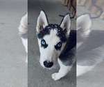 Small #1 Siberian Husky