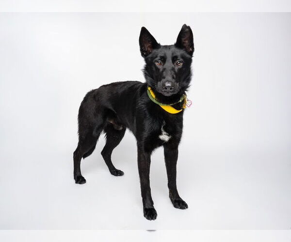 Medium Photo #4 Mutt Puppy For Sale in Santa Cruz, CA, USA