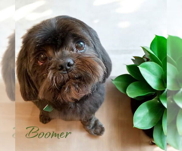 Medium Photo #2 Shih-Poo Puppy For Sale in Clarkston, MI, USA