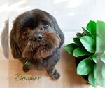 Small #1 Shih-Poo