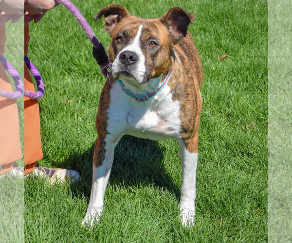 Medium Photo #4 Bulloxer Puppy For Sale in Huntley, IL, USA