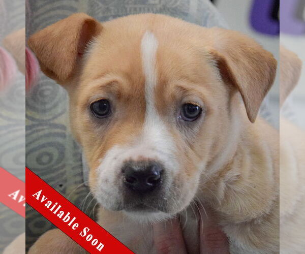 Medium Photo #1 American Staffordshire Terrier-Boxer Mix Puppy For Sale in Huntley, IL, USA