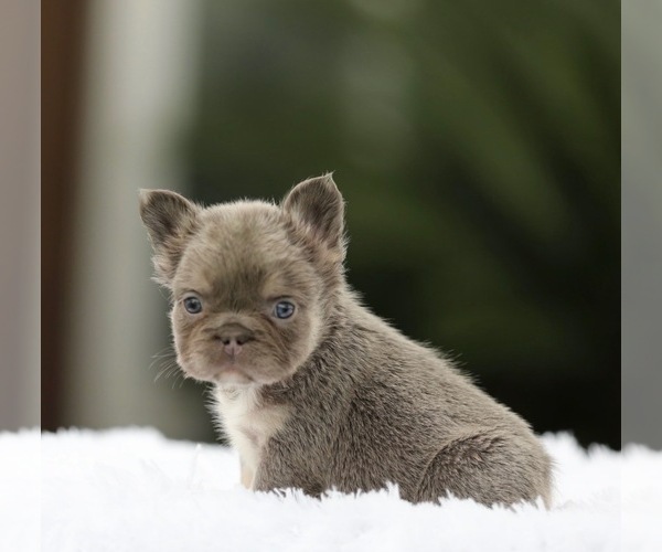 Medium Photo #5 French Bulldog Puppy For Sale in SAN JOSE, CA, USA