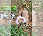 Small Photo #1 Olde English Bulldogge Puppy For Sale in ATLANTA, GA, USA