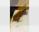 Xena - SIlver Heart - Female Boxer Dog for Adoption - Small photo