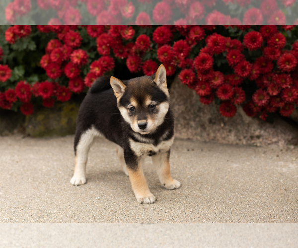 Medium Photo #4 Shiba Inu Puppy For Sale in MILLERSBURG, IN, USA