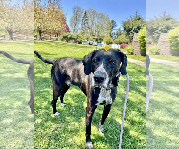 Medium Photo #2 Bluetick Coonhound-Unknown Mix Puppy For Sale in Rockaway, NJ, USA