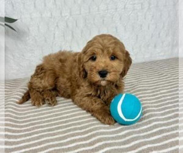 Medium Photo #3 Cavapoo Puppy For Sale in GREENFIELD, IN, USA
