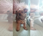 Small Photo #61 Shorkie Tzu Puppy For Sale in NEVADA, TX, USA