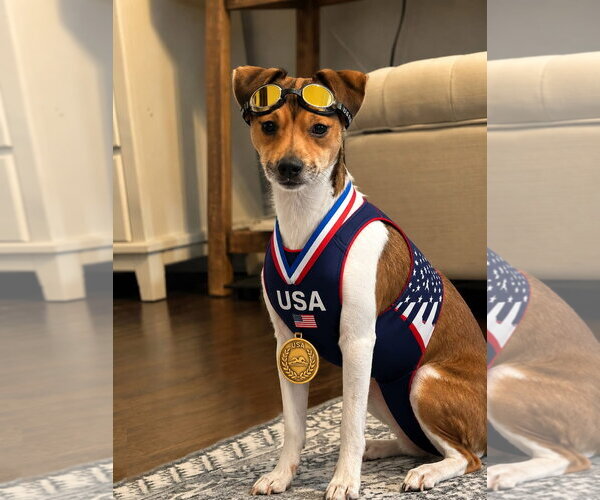 Medium Photo #2 Jack Chi Puppy For Sale in Rockaway, NJ, USA