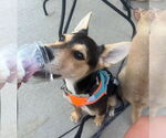 Small #1 Mutt