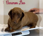 Small Photo #9 Dachshund Puppy For Sale in San Antonio, TX, USA