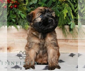 Soft Coated Wheaten Terrier Puppy for sale in LITITZ, PA, USA