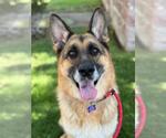 Small #7 German Shepherd Dog