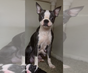 Mother of the Boston Terrier puppies born on 07/18/2025