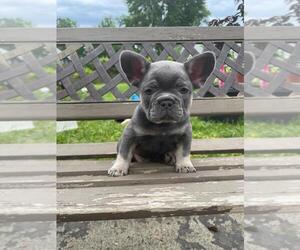 French Bulldog Puppy for sale in ROMULUS, MI, USA