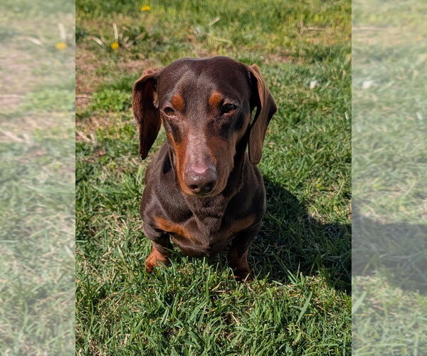Medium Photo #2 Dachshund Puppy For Sale in Shelbyville, TN, USA