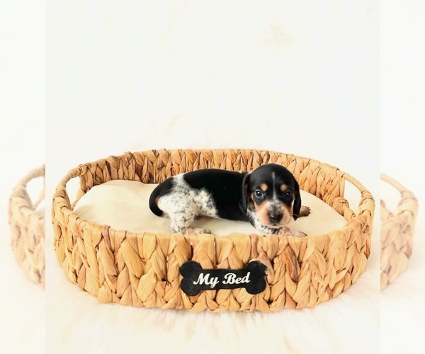 Medium Photo #1 Dachshund Puppy For Sale in DAVIS, CA, USA