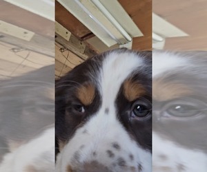 English Springer Spaniel Puppy for sale in GREELEY, KS, USA
