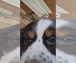 Image preview for Ad Listing. Nickname: Litter of 6