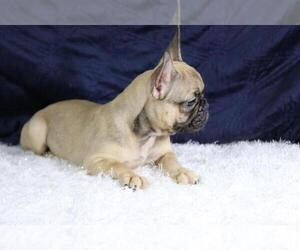 French Bulldog Puppy for sale in ALAMO, CA, USA