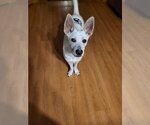 Small #2 Labrador Retriever Mix