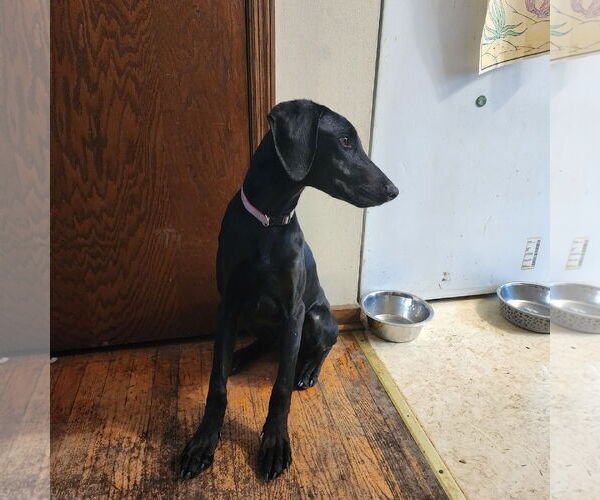 Medium Photo #5 Doberman Pinscher Puppy For Sale in Buffalo, MN, USA