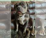Small Photo #1 American Bully Puppy For Sale in COUDERSPORT, PA, USA