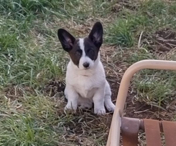 Medium Photo #49 Border Collie-Pembroke Welsh Corgi Mix Puppy For Sale in CHILOQUIN, OR, USA