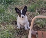 Small Photo #49 Border Collie-Pembroke Welsh Corgi Mix Puppy For Sale in CHILOQUIN, OR, USA