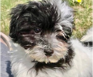 Maltese-Poodle (Toy) Mix Puppy for sale in STAFFORD SPRINGS, CT, USA