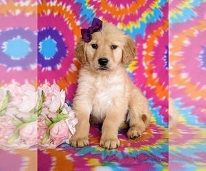 Golden Retriever Puppy for sale in HOLTWOOD, PA, USA
