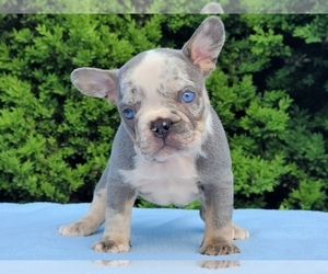 French Bulldog Puppy for sale in BOSTON, MA, USA