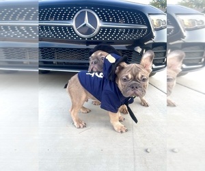 French Bulldog Puppy for sale in BORING, OR, USA