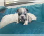 Small #14 English Bulldog