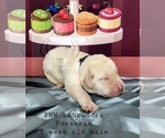 Small Photo #5 Labrador Retriever Puppy For Sale in ROGUE RIVER, OR, USA