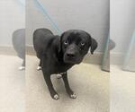 Small Labrador Retriever Mix