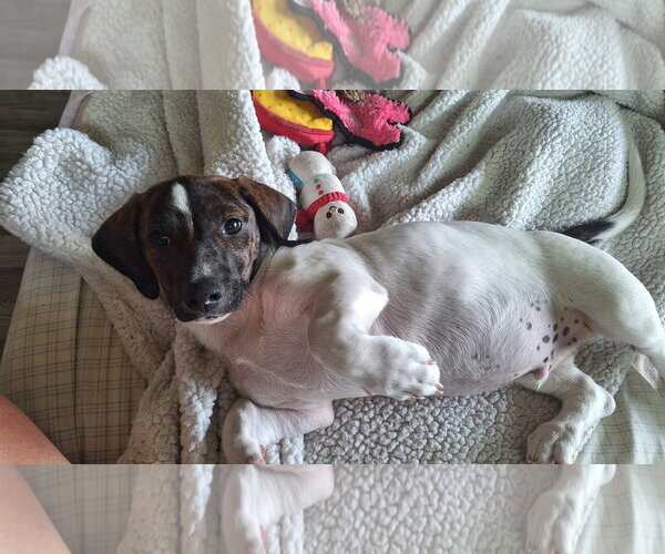 Medium Photo #2 Catahoula Leopard Dog-Unknown Mix Puppy For Sale in The Woodlands, TX, USA