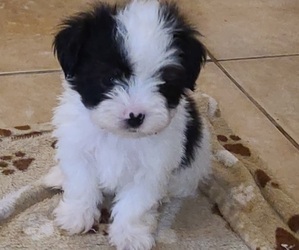 Mal-Shi Puppy for sale in HUMBLE, TX, USA